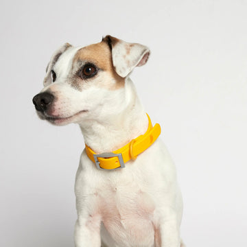 Rose W. Collar // Strapazierfähiges Hundehalsband (gelb)