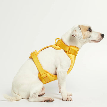 Rose W. Harness // Robustes und verstellbares Hundegeschirr (gelb)
