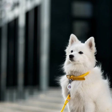 Waudog // Rundes Lederhalsband (gelb)