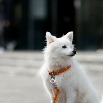 Waudog // Rundes Lederhalsband (orange)