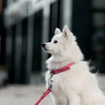 Waudog // Rundes Lederhalsband (pink)