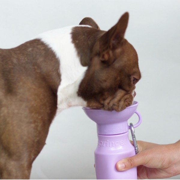 Springer Bottle Mini // Trinkflasche für Hunde (lila)