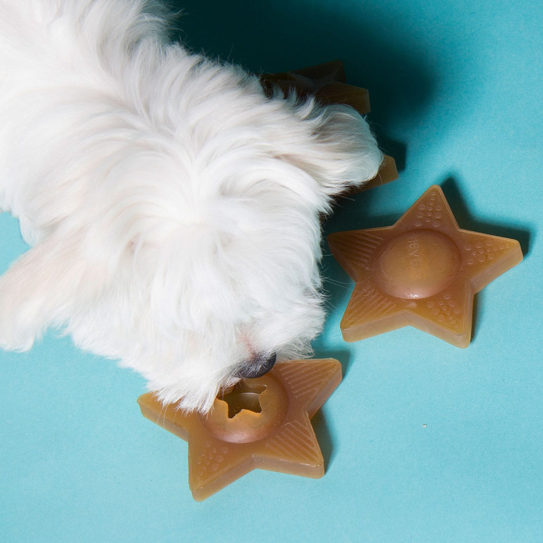 Hevea StarTreat // Kauspielzeug für Leckerlis, ideal für Welpen