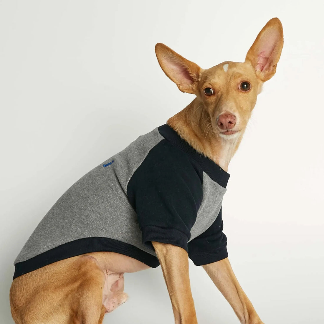 Blinky Sweatshirt // Hundepullover aus Bio-Baumwolle (grau/marine) Medium