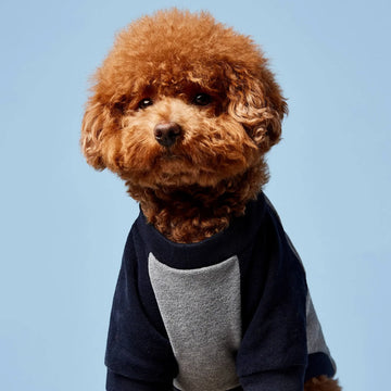Blinky Sweatshirt // Hundepullover aus Bio-Baumwolle (grau/marine) Medium