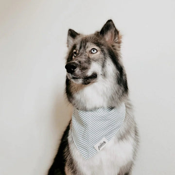 Breezy // Hundehalstuch mit Fischgrätmuster (Hellblau)