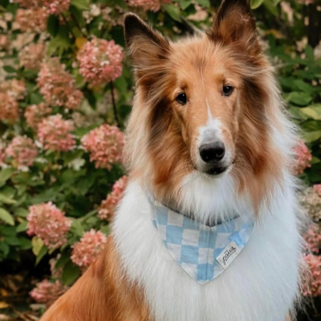 Classic Knight // Hundehalstuch im klassischen Karomuster (blau/weiß)