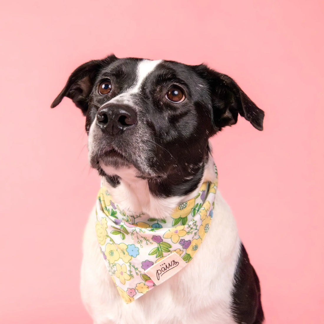 Petal // Hundehalstuch mit Blumen in Pastellfarben