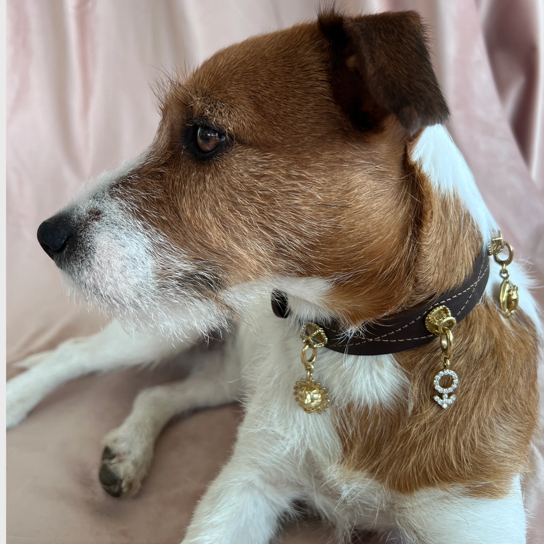 Unleash Cph Male Charm - The Mars Sign // Vedhæng til hundehalsbånd