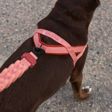 Zee.dog Canyon // Anti-Zug-Geschirr für Hunde (pink)