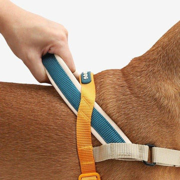Zee.dog Voyage // Anti-Zug-Geschirr für Hunde (orange) Large
