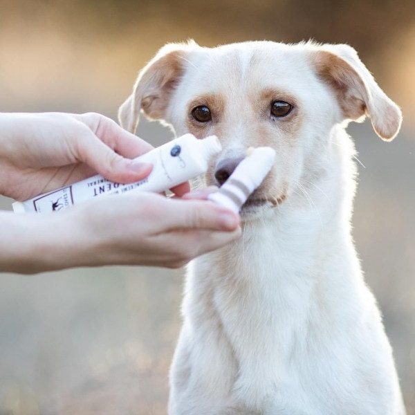 Tandpleje til hunde