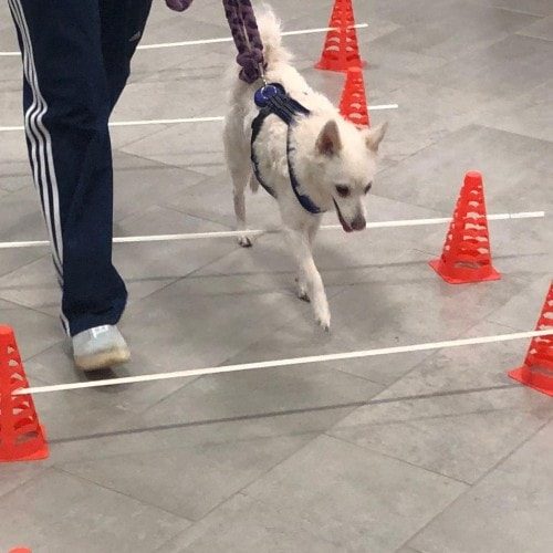Stabilitet & Kropskontrol - Kender du Cavalettien?