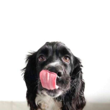 Julemad er ikke hundemad