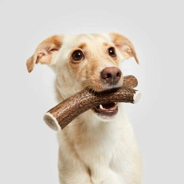 Sunde og sikre tyggeben til din hund