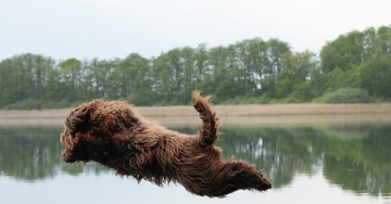Hundebadning om sommeren
