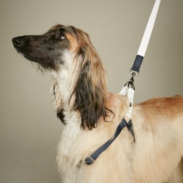 Den bedste hundesele