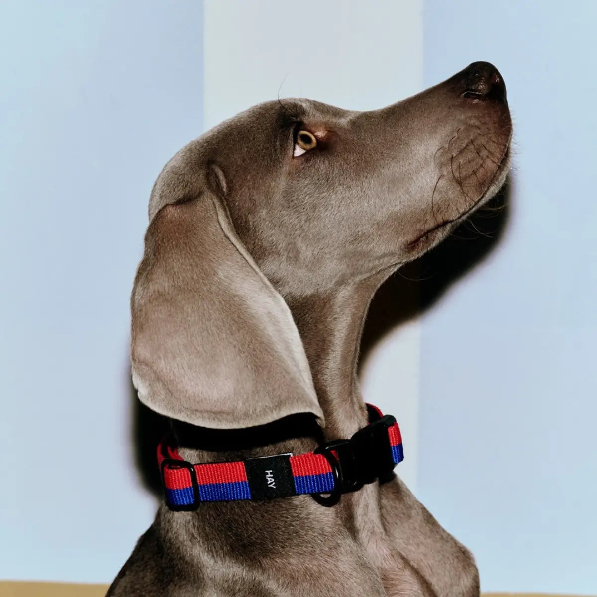 Hundehalsbånd, sele og line - hvad er forskellen