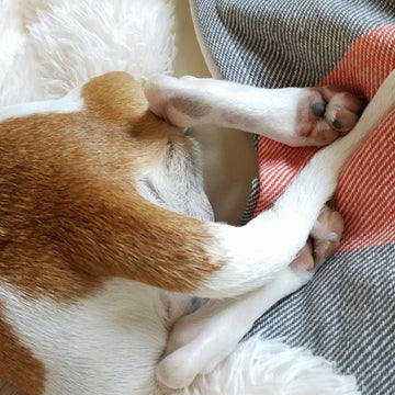Hvad betyder det når din hund logrer med halen?
