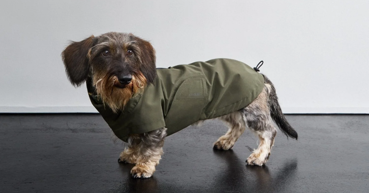 Størrelsesguide: Cloud7 jakker til gravhund