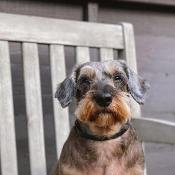 Adaptil Calm On-the-go-Halsband // Hilft Ihrem Hund, sich draußen und zu Hause sicher zu fühlen