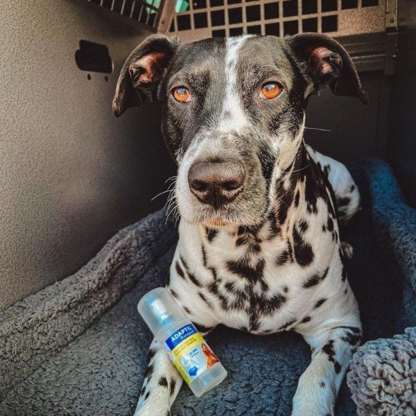 Adaptil Transportspray // Hilft, Ihren Hund unterwegs ruhig zu halten