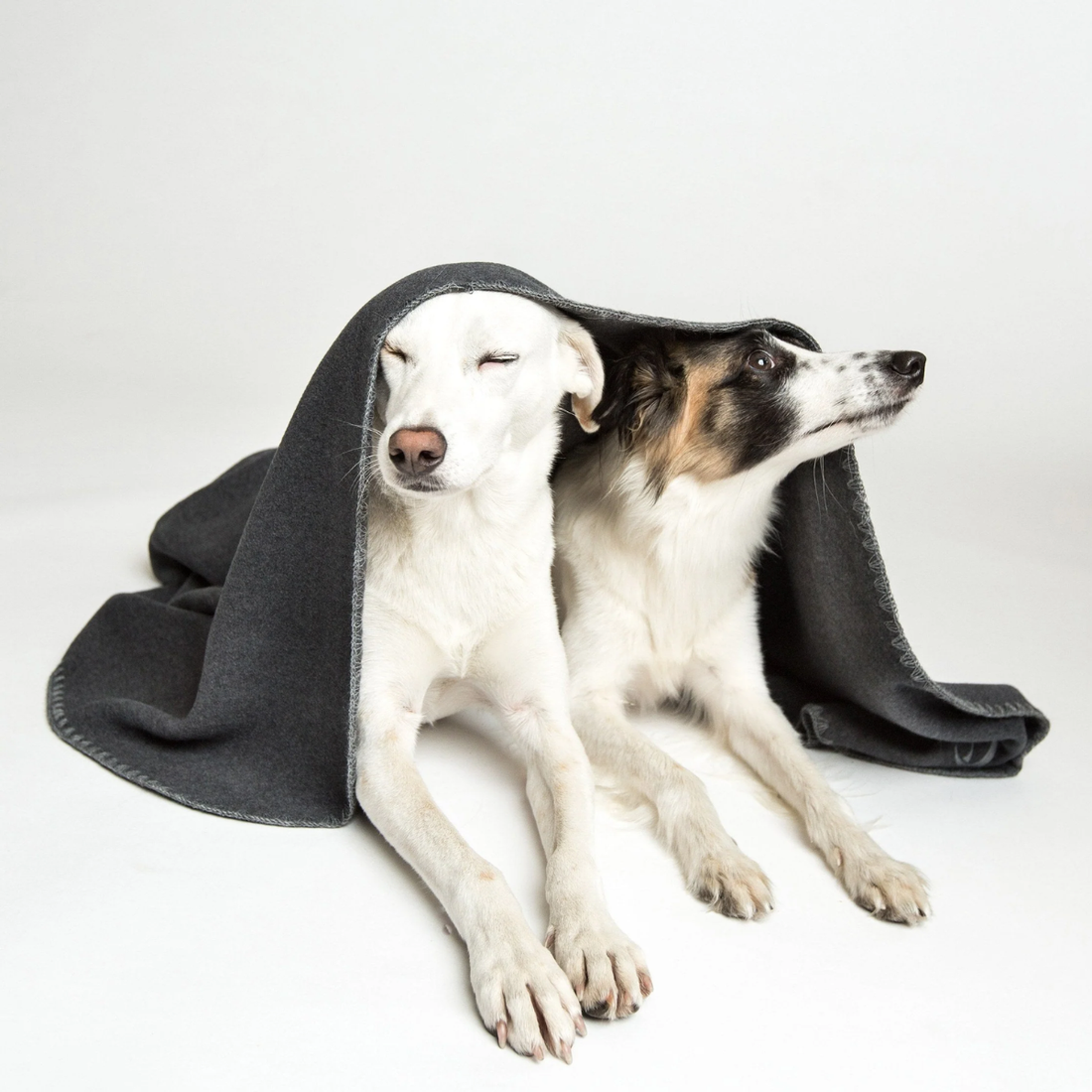 Cloud7 Decke // Fleece-Hundedecke (dunkelgrau)