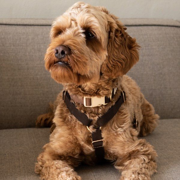 Drew's Dogwear Chocolate // Verstellbares Y-Geschirr (dunkelbraun)