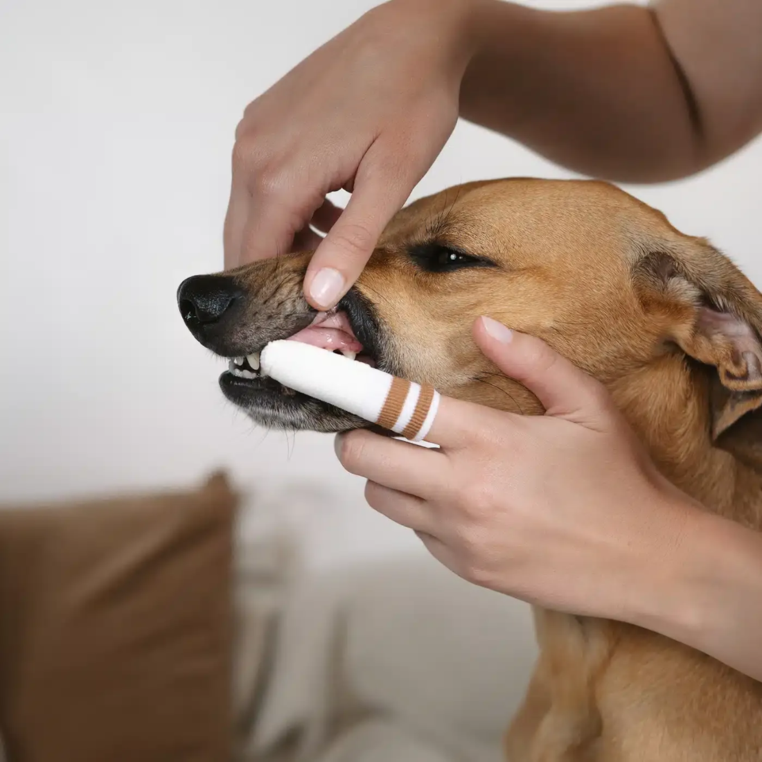 Lila Loves It // Fingerzahnbürste für Hunde