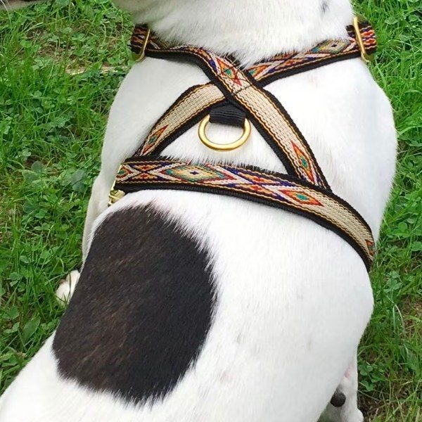 Native Yellow // Y-Geschirr für kleine und mittelgroße Hunde (Gelb/Blau)