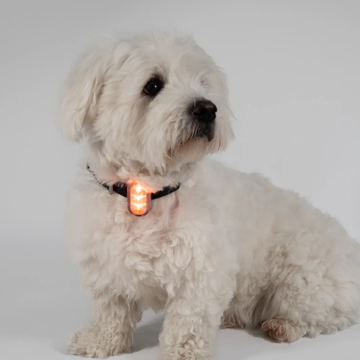 Reelight Switch Light // Genopladelig clip-on hundelygte (orange)