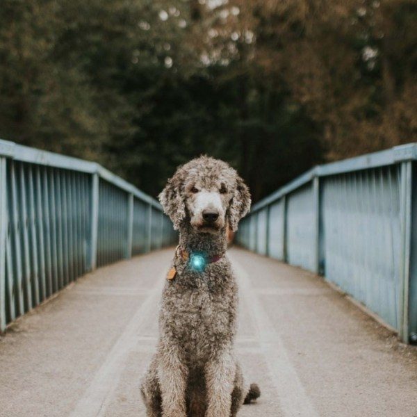 Orbiloc Dog Dual // Hunde-Taschenlampe (türkis)
