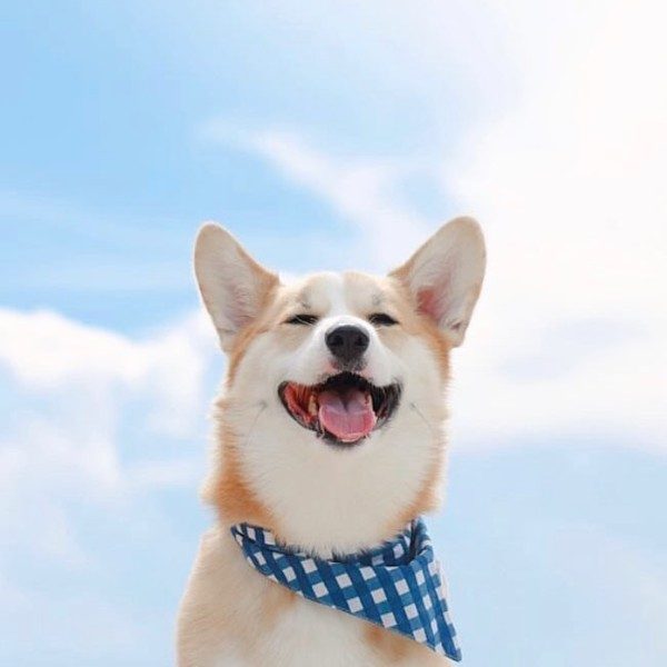 Classic Blue Check // Hundehalstuch mit Karos (blau) Groß