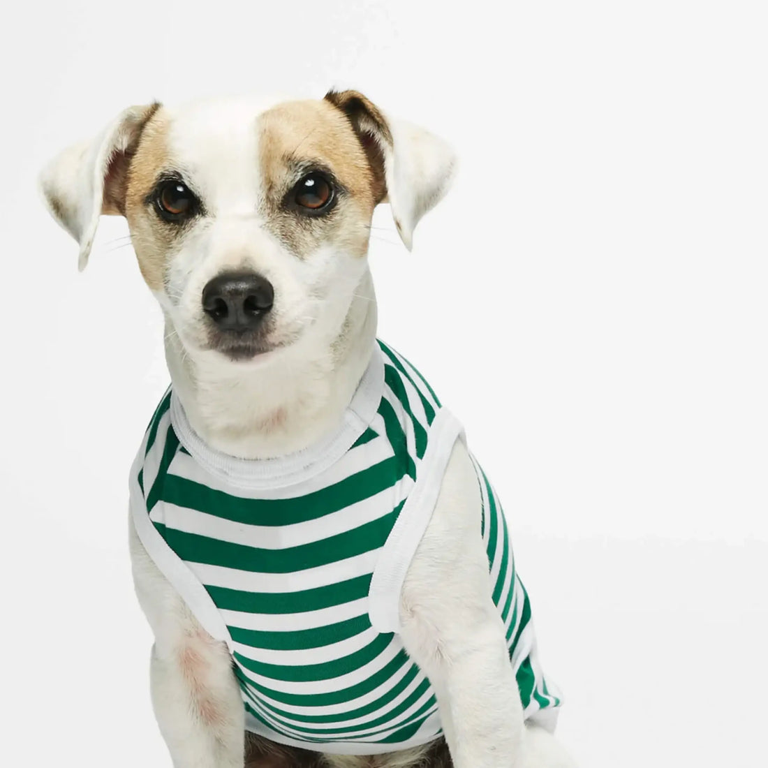 Daniel Bodysuit // Hundepullover aus Bio-Baumwolle (grün)