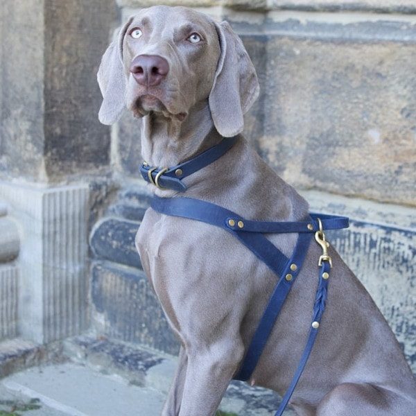 Butter Navy // Klassisches Geschirr aus weichem Leder (Marineblau)
