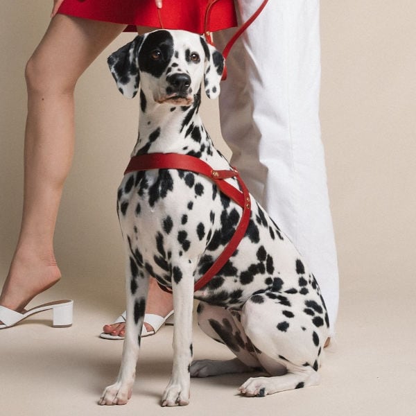 Butter Red // Klassisches Geschirr aus weichem Leder (rot)
