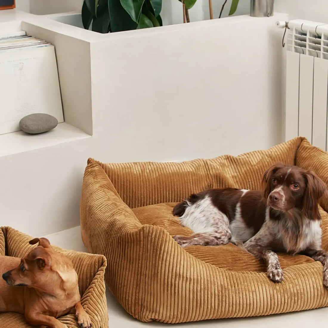Cafide Snozy // Weiches Hundebett mit waschbarem Samtbezug (Senf) 
