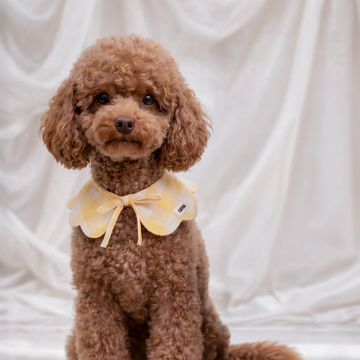 Cafide Neck Bow // Hals-Schleife für Hunde (gelb Vichy)