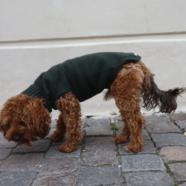 Calimar Sweater // Gestrickter Hundepullover aus Wolle (dunkelgrün)