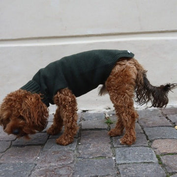 Calimar Sweater // Gestrickter Hundepullover aus Wolle (dunkelgrün)