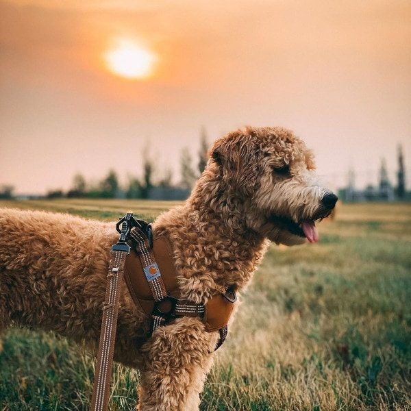 Carhartt Hundegeschirr // Step-In- und Anti-Zug-Geschirr (braun)