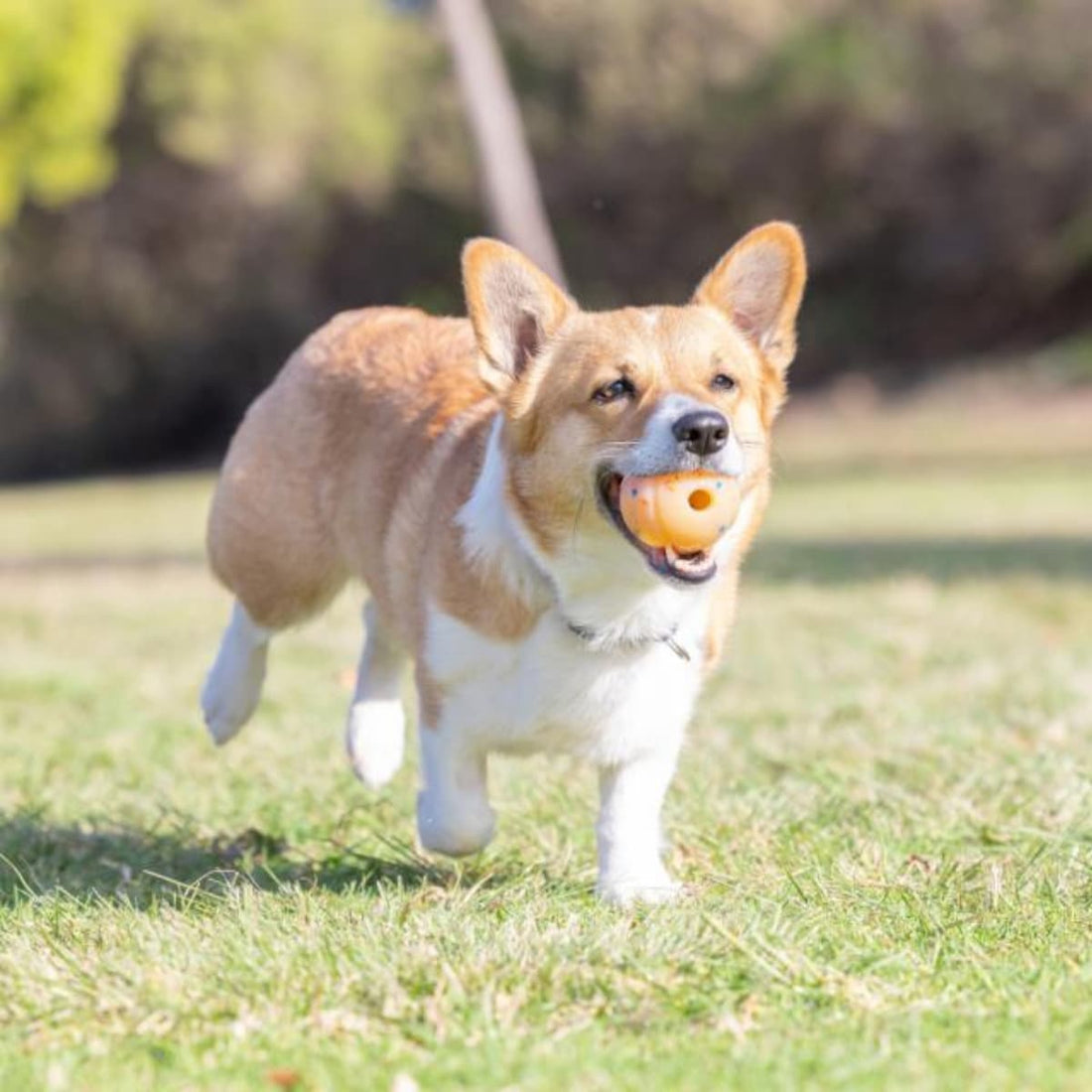 Chuckit!® Birthday Fetch Ball // Ball aus Naturkautschuk