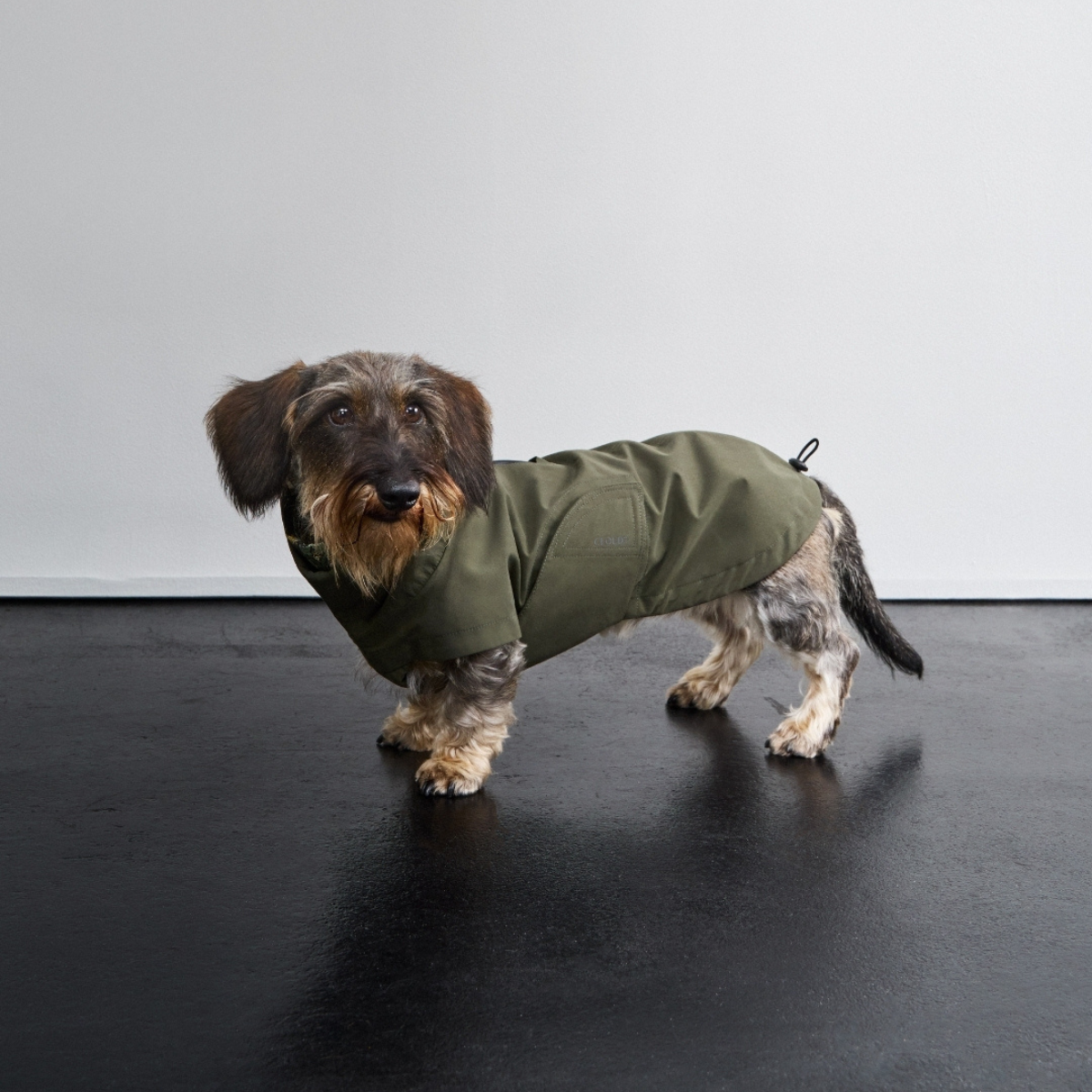 Cloud7 Dublin 2.0, Dackel // Wasser- und winddichte Regenjacke (dunkeloliv)