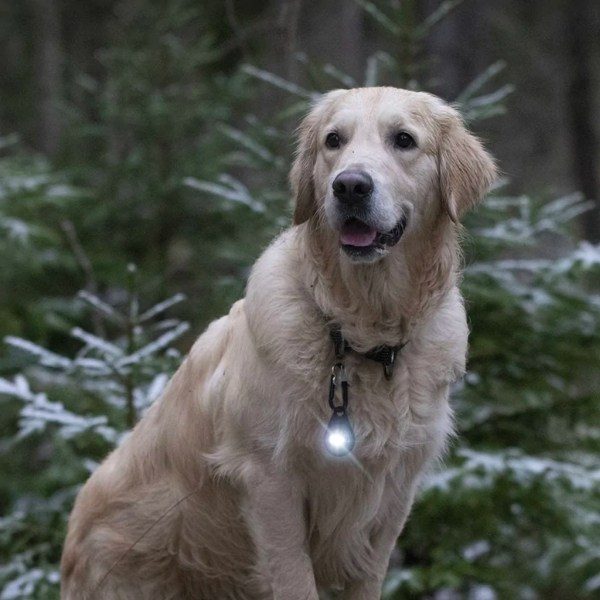 Orbiloc Dog Dual // Hundetaschenlampe (dunkel)