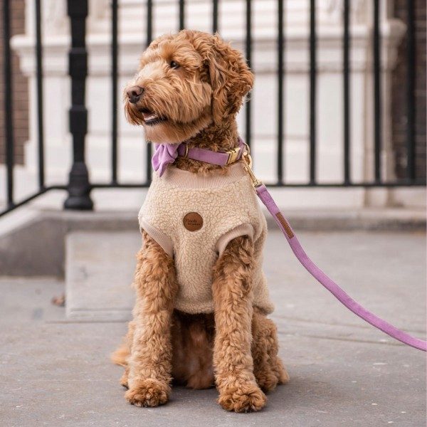 Floofs And Cookies Teddy // Weicher Hundepullover (beige) XXL-XXXL