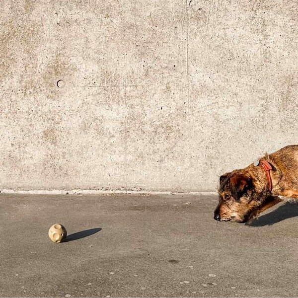 Hevea Moonball // Naturkautschukball mit Platz für Leckerlis (grün)