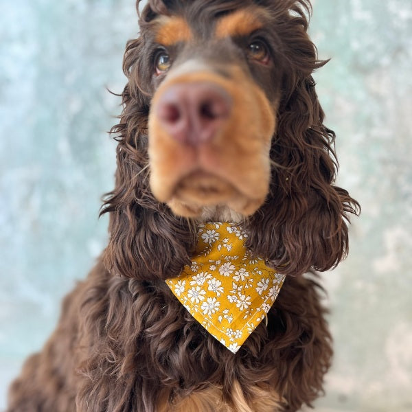 Das Hundekollektiv // Verstellbares Bandana-Halsband (Liberty Curry)
