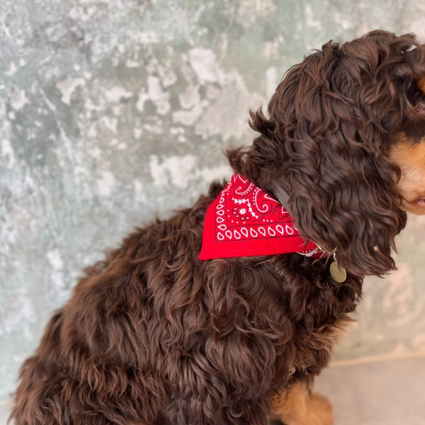 Dog Collective // Verstellbares Bandana-Halsband (Paisley-Rot)