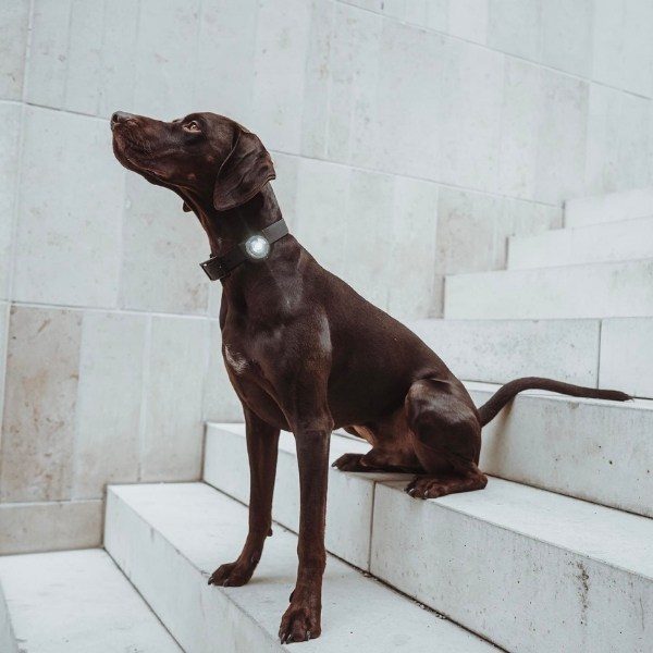 Orbiloc Dog Dual // Hunde-Taschenlampe (weiß)