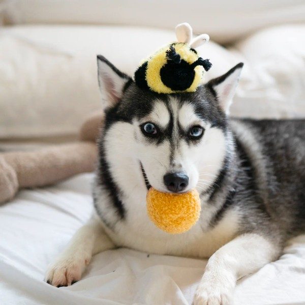 Lambwolf Bee Pop // Aktivitätsspielzeug mit „Piep“